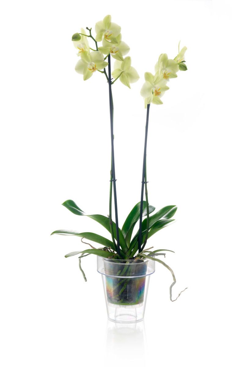 Vaso trasparente per orchidee PORTO Ø16 - TERAPLAST